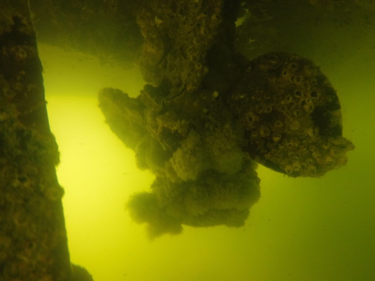 BOAT HULL CLEANING Alex Dive Service Inc Boat Hull Cleaner